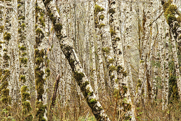 Birch and Moss, Hoh Rainforest, Olympic National Park, WA