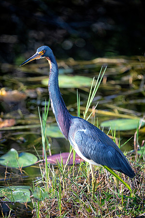 Tri-colored (Louisiana) Heron