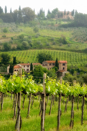 Vineyard Hillside, San Gimignano, Italy