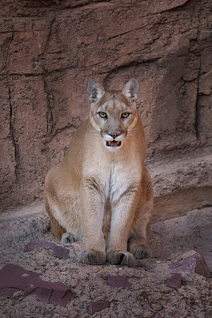 Mountain Lion (captive)