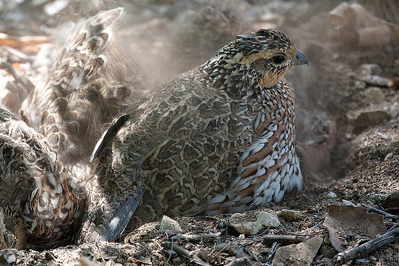 Ruffed Grouse