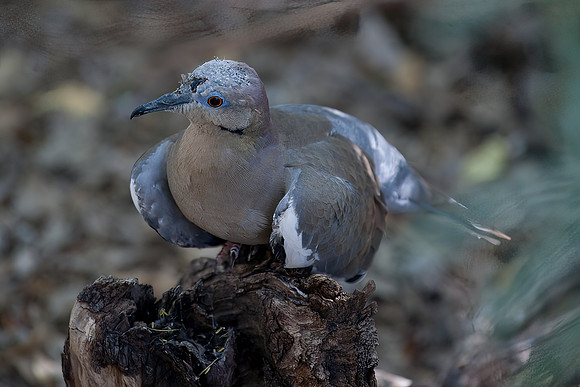White-Winged Dove