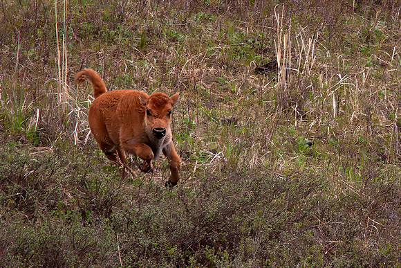 Bison Calf