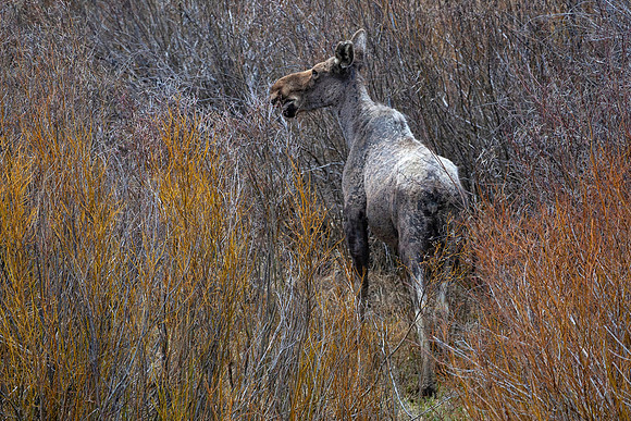 Cow Moose in Willows