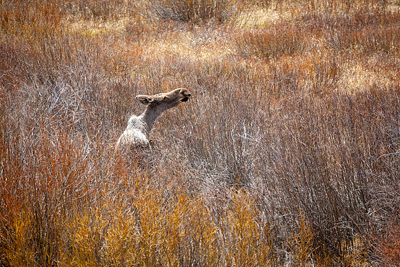 Cow Moose in Willows