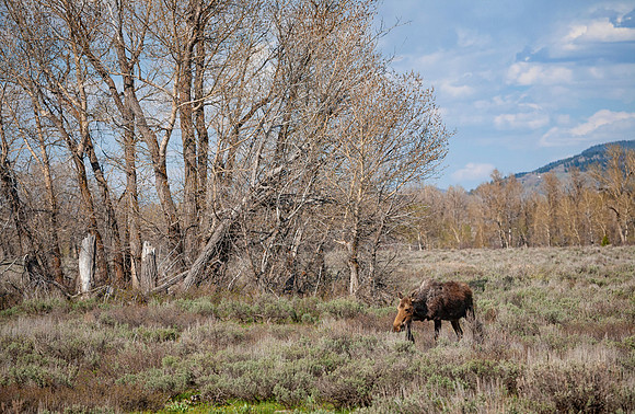 Cow Moose