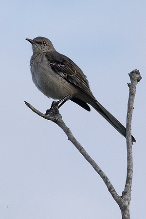 Northern Mockingbird