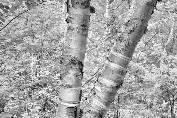 Silver Birch Trunks, Gooseberry Falls, Gooseberry Falls State Park, Two Harbors, MN