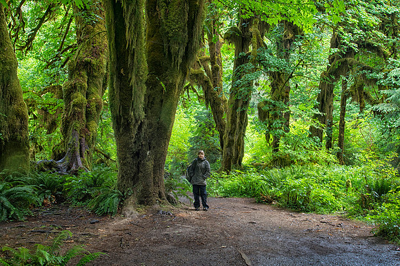 Sheryl at Clubmoss-Covered Maples, Hall of Mosses Trail, Olympic National Park, WA (2017)