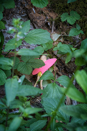 Hidden Treasure, Lakes Trail Loop, Mt. Rainier National Park, WA (2017)