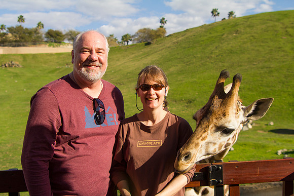 Feeding Juvenile Masai Giraffe, San Diego Zoo Safari Park, Escondido, CA (2017)