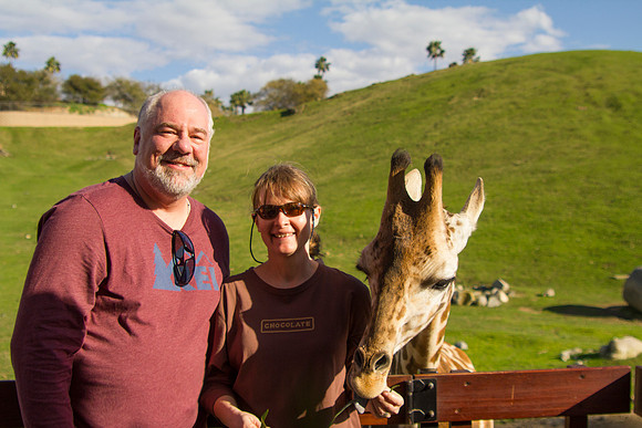 Feeding Juvenille Masai Giraffe, San Diego Zoo Safari Park, Escondido, CA (2017)