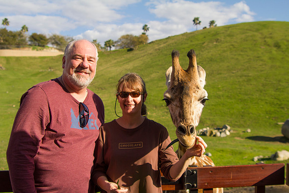 Feeding Juvenille Masai Giraffe, San Diego Zoo Safari Park, Escondido, CA (2017)