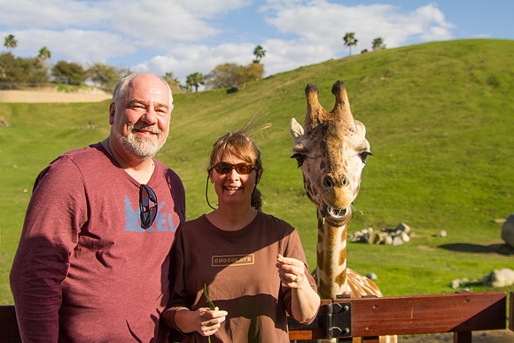Feeding Juvenille Masai Giraffe, San Diego Zoo Safari Park, Escondido, CA (2017)