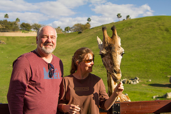 Feeding Juvenille Masai Giraffe, San Diego Zoo Safari Park, Escondido, CA (2017)