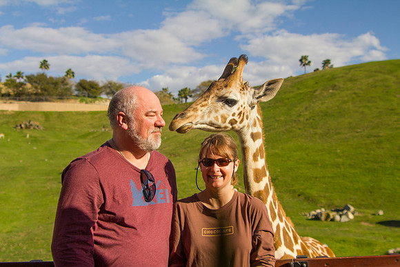 Feeding Juvenille Masai Giraffe, San Diego Zoo Safari Park, Escondido, CA (2017)