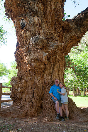 Dan & Sheryl, Ancient Cottonwood Tree, Capitol Reef National Park, UT (2016)