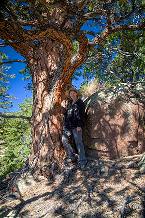 Sheryl and a Tree, Box-Death Hollow Wilderness, UT (2016)