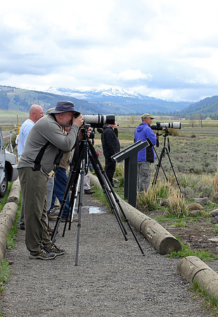 Dan Photographing Elk and Wolf Showdown, Lamar Valley, Yellowstone National Park, WY (2013)