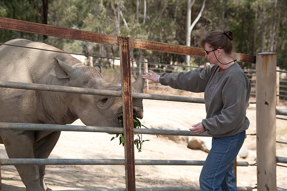 Sheryl Feeding an African Southern White Rhinoceros, San Diego Wild Animal Park, Escondido, CA (2010)