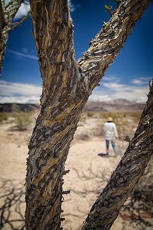 Sheryl Through the Ocotillo, Joshua Tree National Park, CA (2010)