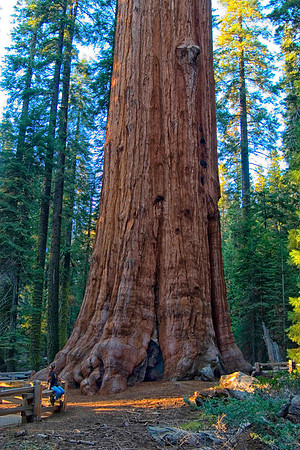 Sheryl Admiring the General Sherman Giant Sequoia, Yosemite National Park, CA (2007)