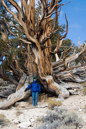 Sheryl, Schulman Grove, Ancient Bristlecone Pine Forest, Inyo National Forest, Owens Valley, CA (2007)