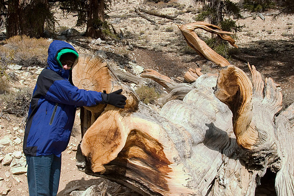 Sheryl, Schulman Grove, Ancient Bristlecone Pine Forest, Inyo National Forest, Owens Valley, CA (2007)
