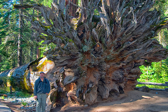 When a Giant Falls, Dan in Maripose Grove of Giant Sequoias, Yosemite National Park, CA