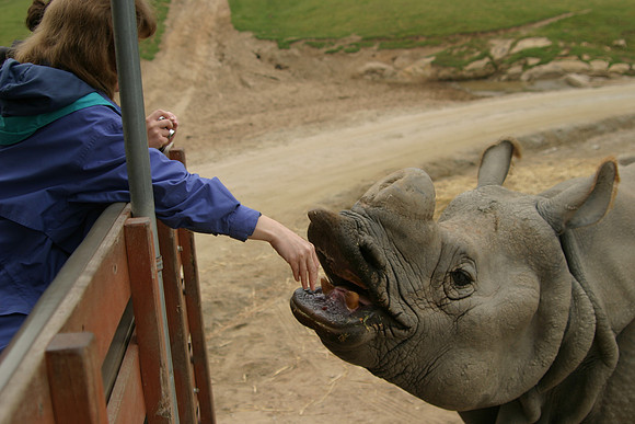 Sheryl Feeding Southern White Rhinoceros, San Diego Wild Animal Park, Escondidio, CA (2006)