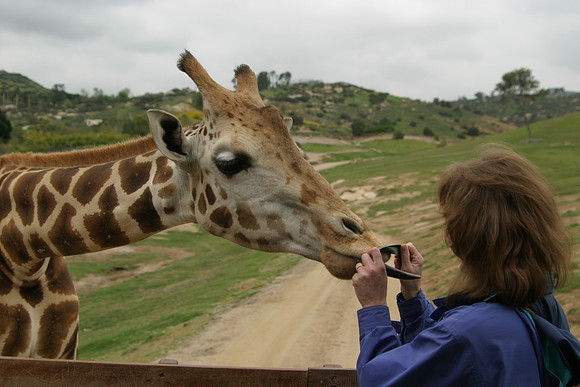 Sheryl Feeding Masai Giraffe, San Diego Wild Animal Park, Escondido, CA (2006)