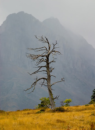 Twisted Whitebark Pine, Glacier National Park, MT