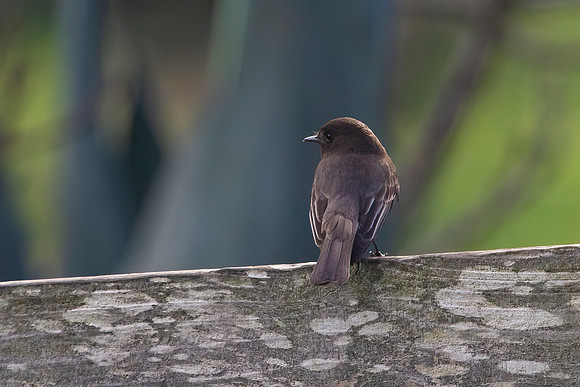 Dark-eyed Junco, Female