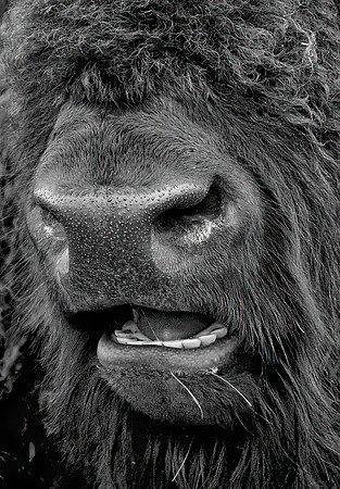 American Bison, Up Close