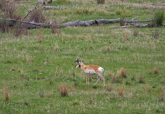 Pronghorn
