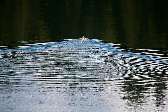 River Otter