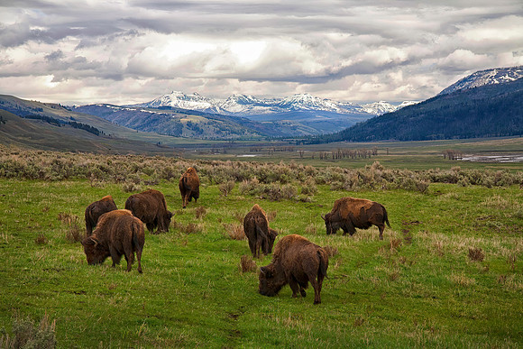 Bison