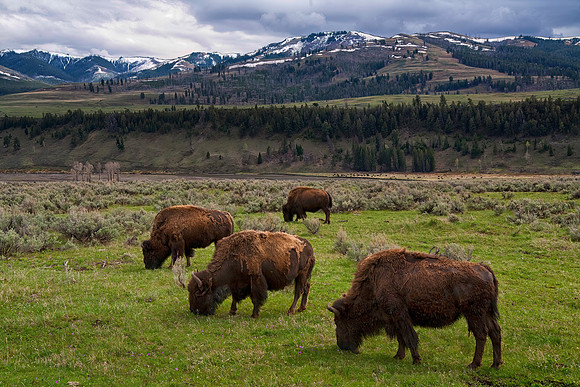 Bison