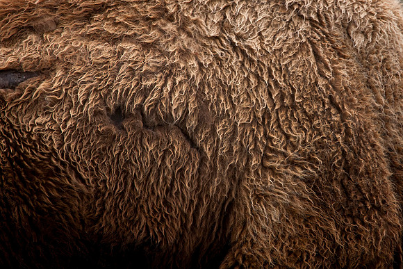 American Bison, Up Close