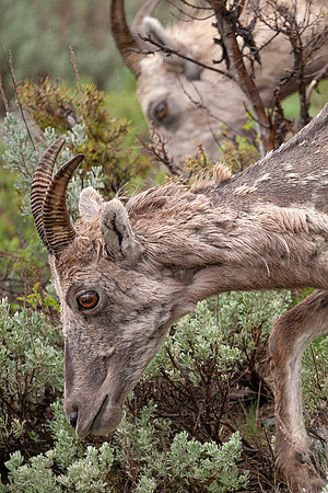 Rocky Mountain Bighorn Sheep