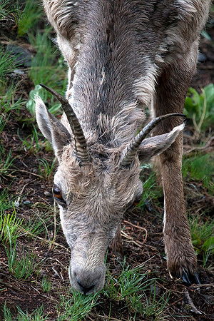 Rocky Mountain Bighorn Sheep