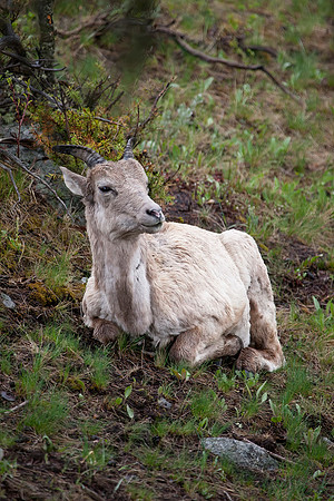 Rocky Mountain Big Horn Sheep, Juvenile