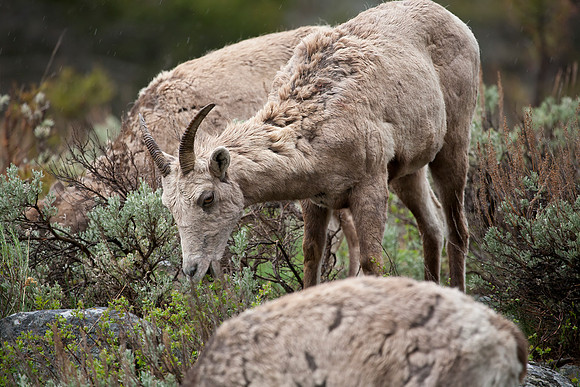 Rocky Mountain Bighorn Sheep