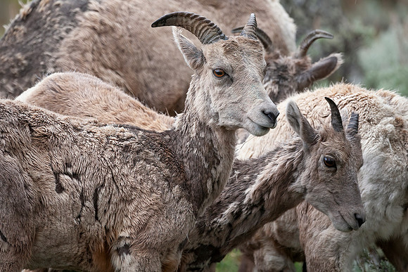 Rocky Mountain Bighorn Sheep