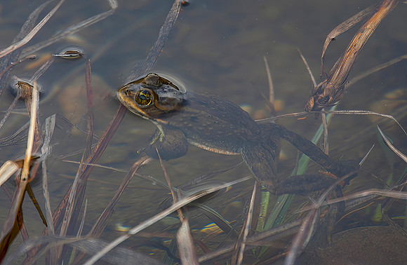 Bullfrog