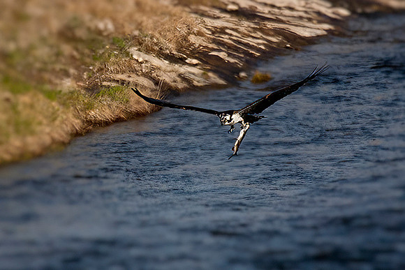Osprey with Catch