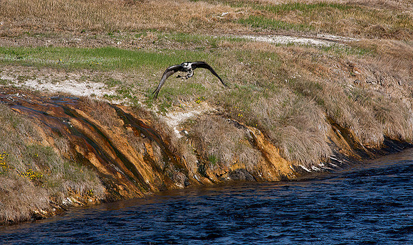 Osprey with Catch