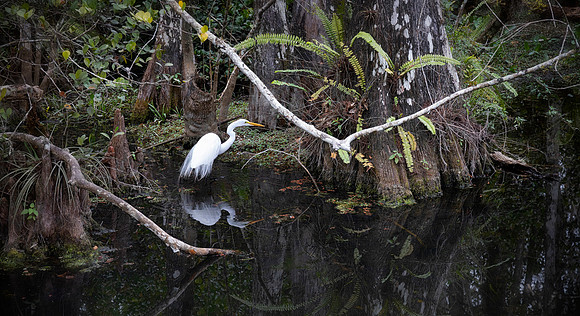 Great Egret