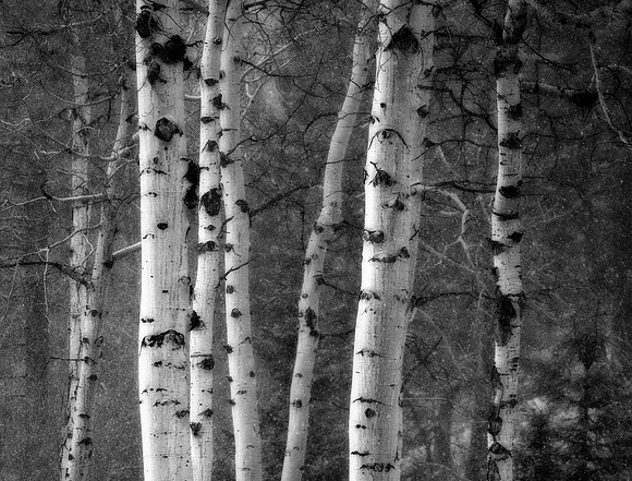 Aspen in Snow, Rocky Mountain National Park, CO