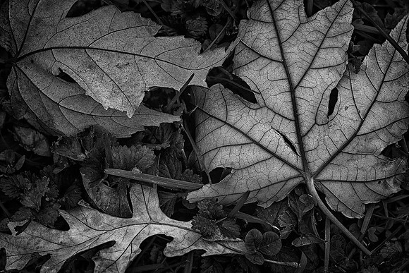 Red Maple Leaves, Rockford, IL